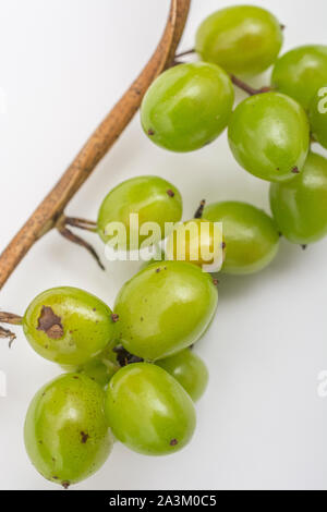 Les baies toxiques de Black Bryony / Tamus communis syn. Dioscorea communis, une haie de vigne produisant des mauvaises herbes d'escalade comme berry clusters. Banque D'Images