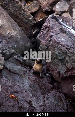 Lobo Marino de dos pelos, îles Galapagos, Equateur, Amérique, UNESCO WORLD HERITAGE Banque D'Images