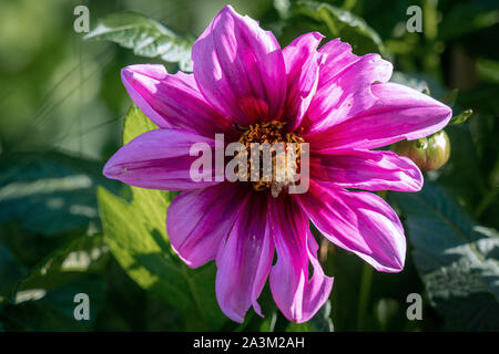 Close up détaillées d'un beau violet Emilio Dahlio Dahlia fleur qui s'épanouit au soleil Banque D'Images