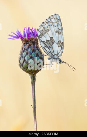 Blanc marbré (Melanargia galathea) papillon femelle est assis à l'envers en position de repos sur plus de centaurée maculée (Centaurea scabiosa) fleur. Banque D'Images