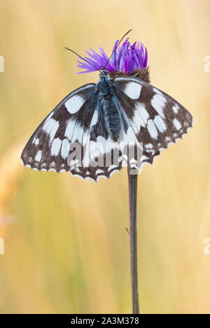 Blanc marbré (Melanargia galathea) papillon femelle se trouve sur plus de centaurée maculée (Centaurea scabiosa) fleur. Banque D'Images