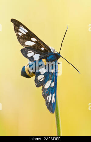 Neuf-spotted moth ou ceinture jaune (Amata phegea Burnett, anciennement Syntomis phegea). Banque D'Images