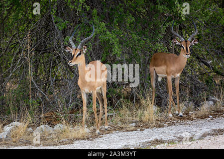 Deux hommes black face impalas attendre sous l'ombre des arbres, la Namibie, l'Afrique Banque D'Images