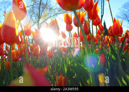 Tulipes orange et lumière du soleil avec lumière du soleil à partir du niveau du sol Banque D'Images