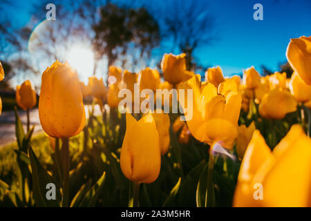 Tulipes jaunes et lumière du soleil avec lentille torchère Banque D'Images