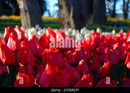 Tulipes rouges et blanches dans le parc avec arbres en arrière-plan. Banque D'Images