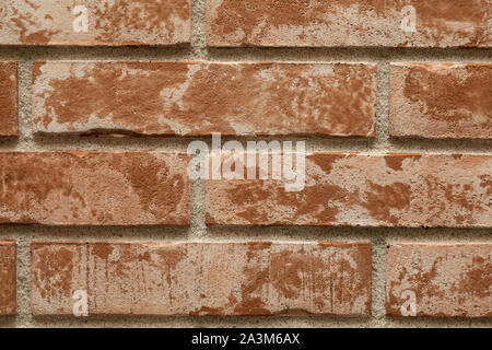 Close-up of red boutonneuses et brown brick wall Banque D'Images