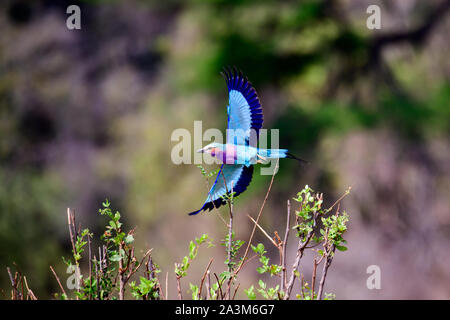 Lilac breasted roller en vol Banque D'Images