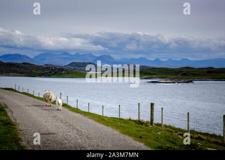 Balades dans la rue mouton Achiltibuie Badentarbat Bay Ross-shire Highlands Ecosse Banque D'Images