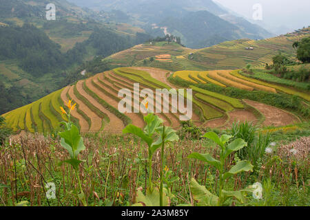 Vert, brun, jaune et golden rice terrace champs de Mu Cang Chai, au nord-ouest du Vietnam Banque D'Images