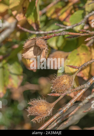 Fruits hérissés / nut cosses du hêtre / Fagus sylvatica. Bien que les petits les écrous - arbres - sont comestibles et savoureuses. Banque D'Images