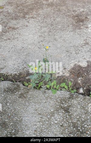 Lisse de floraison--Sow thistle / Sonchus oleraceus croissant dans une fissure dans le béton outhouse parquet. Les feuilles des jeunes comme comestibles des plantes alimentaires de survie. Banque D'Images