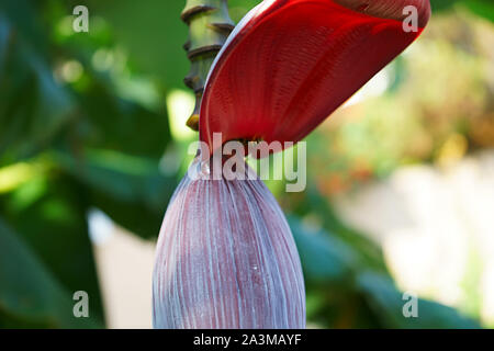 Banane rouge fleur sur un fond de feuillage vert en Sardaigne, Italie Banque D'Images