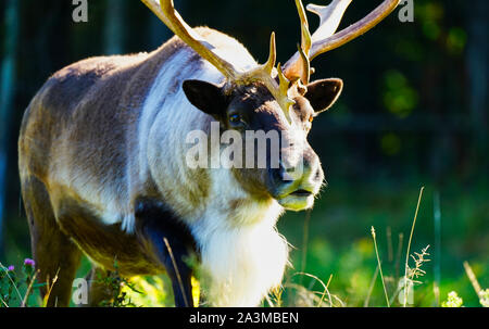 Montebello,Québec,Canada,septembre 29,2019.UN caribou mâle dans une réserve de parc animalier à Montebello,Québec,Canada.crédit:Mario Beauregard/Alamy News Banque D'Images