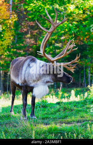 Montebello,Québec,Canada,septembre 29,2019.UN caribou mâle dans une réserve de parc animalier à Montebello,Québec,Canada.crédit:Mario Beauregard/Alamy News Banque D'Images