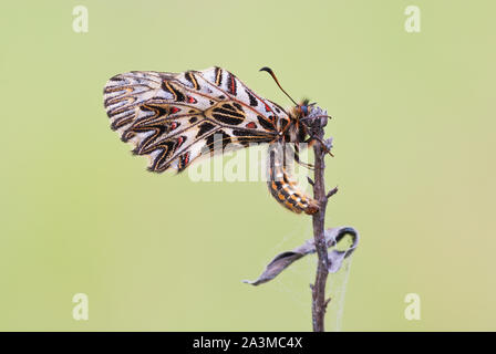 Le sud (Zerynthia polyxena) Guirlande papillon coloré dans sa position de repos typique avec arrière-plan flou. Banque D'Images