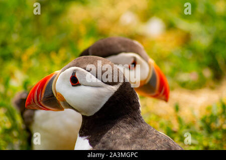 Les macareux sur Skomer Banque D'Images