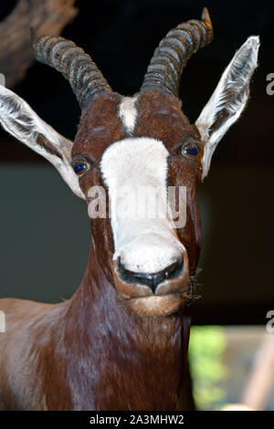 La taxidermie exposition au restaurant buffet de l'Emzara dans l'arche rencontre, Williamstown, Massachusetts, USA. 5 octobre 2019 Banque D'Images