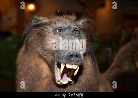 La taxidermie exposition au restaurant buffet de l'Emzara dans l'arche rencontre, Williamstown, Massachusetts, USA. 5 octobre 2019 Banque D'Images