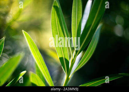 La lumière du soleil qui brillait à travers Nerium oleander feuilles. Banque D'Images