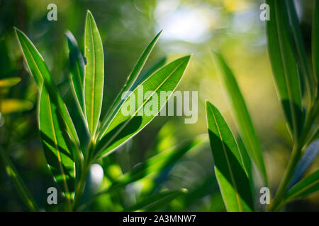 La lumière du soleil qui brillait à travers Nerium oleander feuilles. Banque D'Images