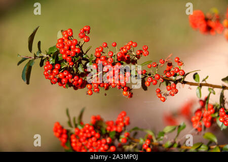 Fruits rouges sur un Pyracantha ou Multi bush. Banque D'Images