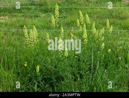 Wild ou jaune (mignonette Reseda lutea) plante à fleurs en face d'un mouton électrique clôture sur craie downland, Mai Banque D'Images
