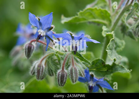 La trientale boréale ou bourrache (Borago officinalis) bleu fleurs de cette plante herbacée annuelle hérissés attrayant pour les abeilles et d'autres invertébrés, Juillet Banque D'Images