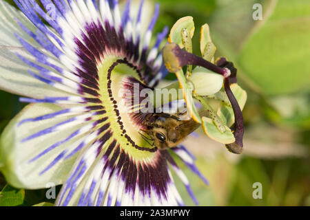 Abeille à miel (Apis mellifera) sur une fleur de la passion (Passiflora caerulea), Berkshire, Août Banque D'Images