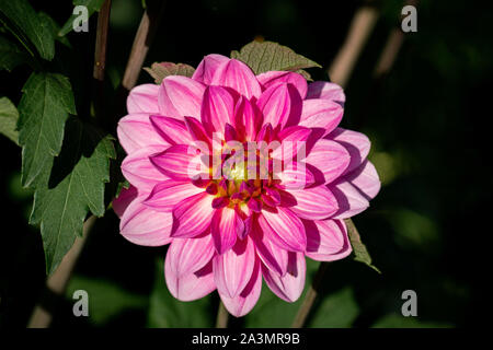 Close up détaillées d'un beau violet et rose Onesta Dahlia fleur qui s'épanouit au soleil Banque D'Images