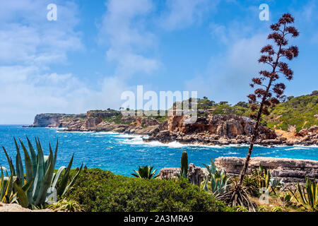 Panorama de la belle plage et la baie de falaises, arbres et l'eau de mer turquoise, Cala Santanyi, Majorque, sAlmunia island, Espagne Banque D'Images