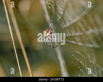 Un jardin araignée tissant un web. Banque D'Images