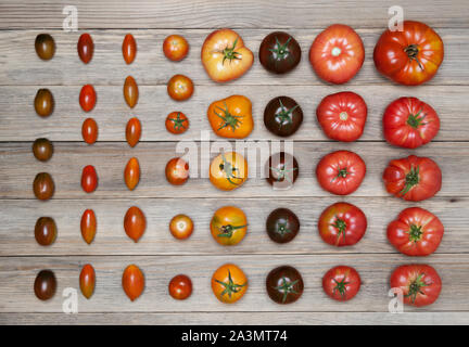 Mélanger les tomates . Rouge , jaune, orange, noir les tomates. Modèle de Légumes Tomates colorées.l'arrière-plan. Mise à plat,à l'horizontale. Banque D'Images