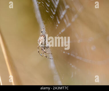 Un jardin araignée tissant un web. Banque D'Images
