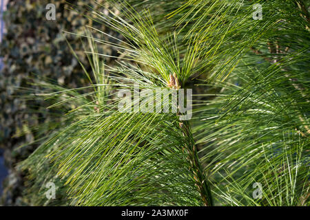 Succursale de Pinus wallichiana également connu sous le nom de pin de l'Himalaya ou Bhutan pine dans un jardin Banque D'Images