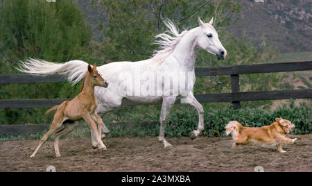 Arabian mare et poulain exécuté derrière un petit chien rouge Banque D'Images
