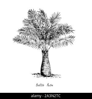 Hyophorbe lagenicaulis (bouteille palm ou palmiste gargoulette, famille des Arecaceae) la silhouette des arbres, à la main, style gravure illustration croquis Banque D'Images