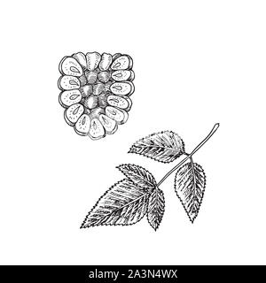 Couper la moitié des framboises et des feuilles de style, doodle gravure illustration croquis, l'élément de conception Banque D'Images