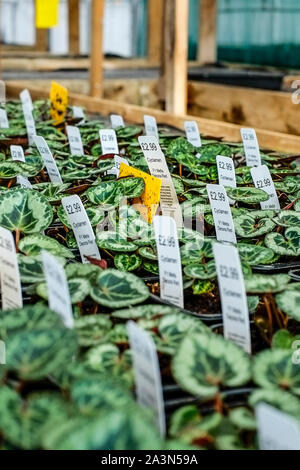 Les plateaux de semis rouge Decora Cyclamen cultivés à l'intérieur d'une serre dans un "centre de jardin. Banque D'Images