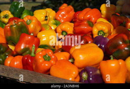 Chantilly, VA / USA - 19 septembre 2019 : poivrons multicolores lumineux au marché des fermiers de la Communauté Chantilly Foodworks Banque D'Images