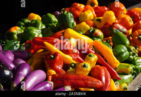 Chantilly, VA / USA - 19 septembre 2019 : des poivrons multicolores et d'aubergines au marché des fermiers de la Communauté Chantilly Foodworks Banque D'Images