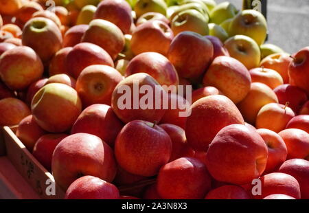 Chantilly, VA / USA - 19 septembre 2019 : rouge vif des tas de pommes à la communauté Chantilly Foodworks Farmers Market Banque D'Images