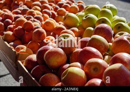 Chantilly, VA / USA - 19 septembre 2019 : rouge vif des tas de pommes à la communauté Chantilly Foodworks Farmers Market Banque D'Images