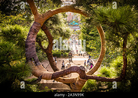 Arbre formé par des bandages dans un sanctuaire à Tokyo Banque D'Images