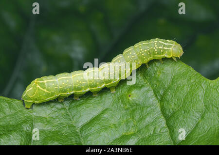 Chenille de la teigne de cuivre ( Amphipyra pyramidea) sur la feuille de chêne.Tipperary, Irlande Banque D'Images