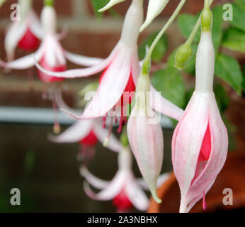 Close up of Valerie Fuchsia fleurs en croissance Banque D'Images