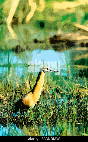 Illustration - dans Rallenreiher Futtersuche Okavangodelta in Afrika im Banque D'Images