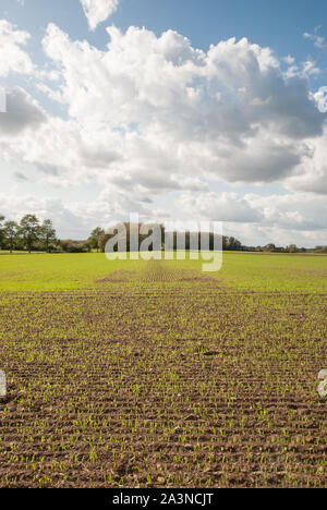 Vue en perspective sur un champ avec de jeunes plantes. Le ciel s'éclaircit après un frisson. Banque D'Images