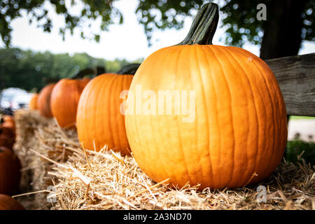 Citrouilles mûres affichées sur des balles de foin/paille en configuration agricole automnale. Banque D'Images