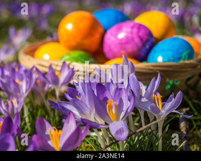 Les oeufs de Pâques sur une prairie de printemps Banque D'Images